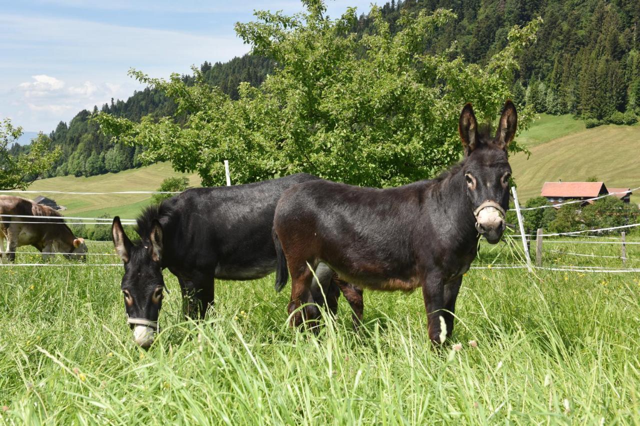 Wiesenhof Rusch Alberschwende Esterno foto
